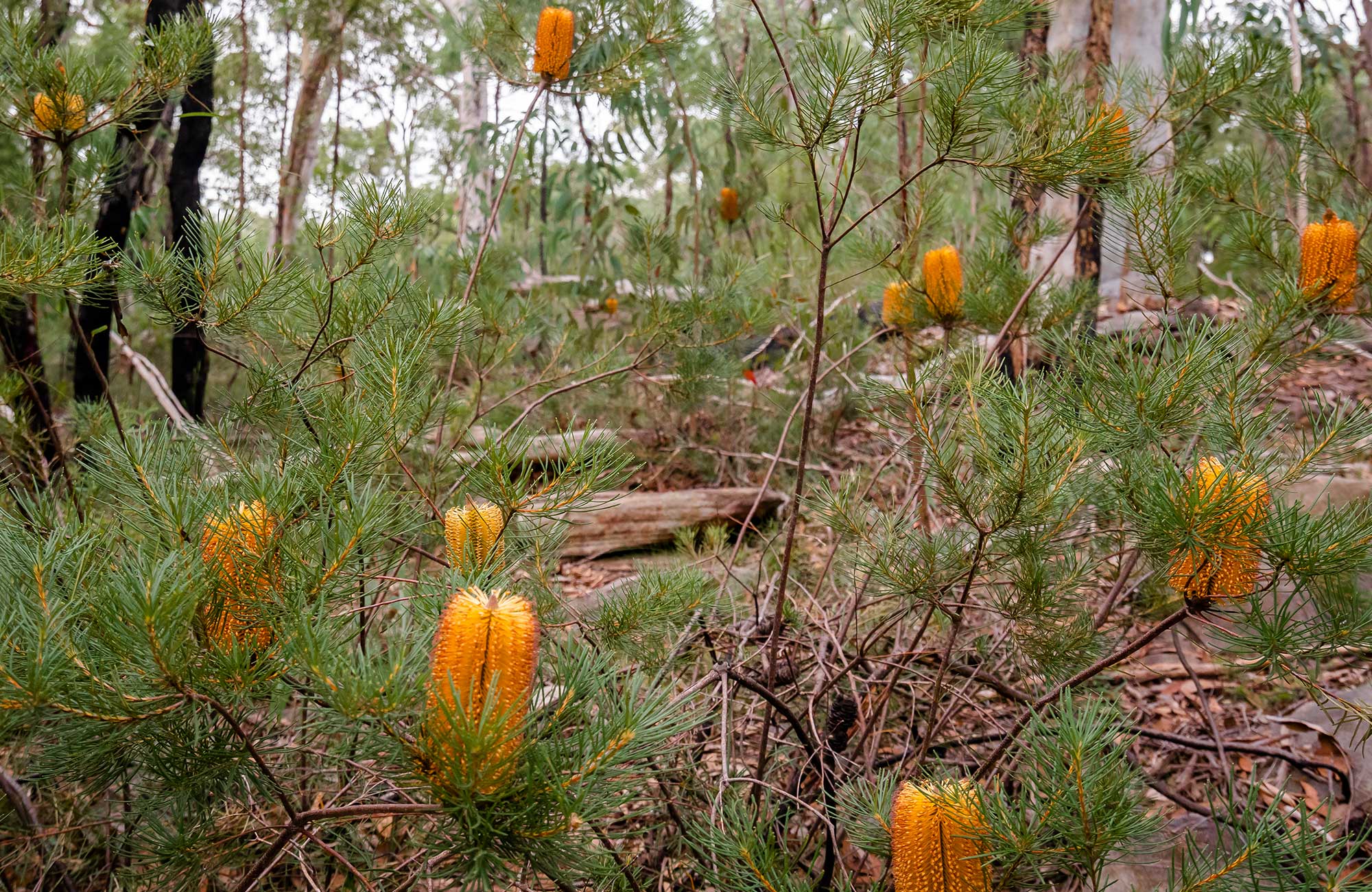 Orange banksia flowers in open woodland, Cattai National Park. Photo: John Spencer/OEH