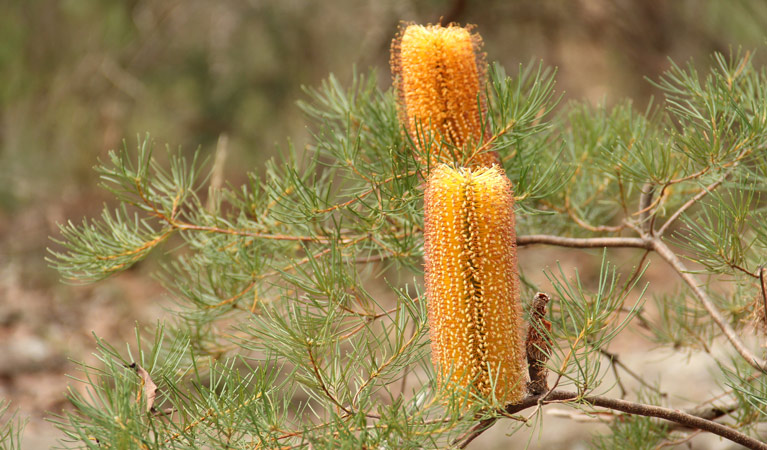 Banksia flowers. Photo: John Yurasek/OEH