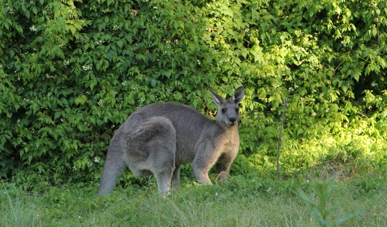 Eastern grey kangaroo. Photo: John Yurasek/OEH