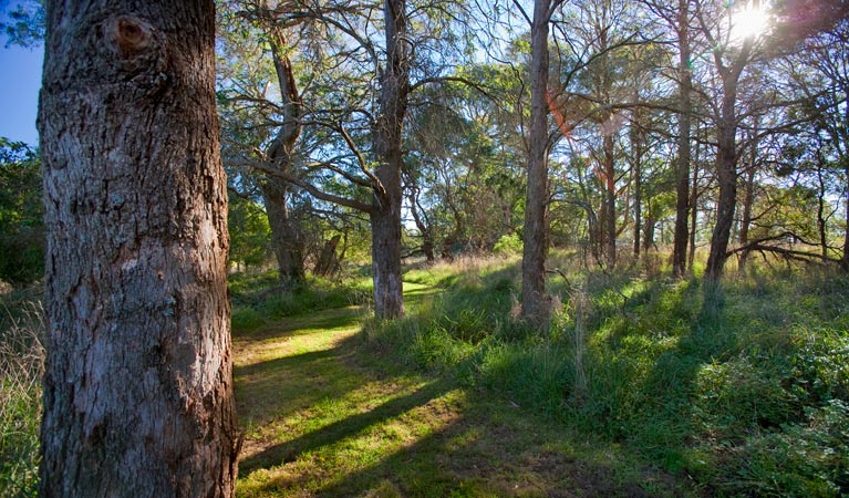 Wingecarribee River Walk, Cecil Hoskins Nature Reserve. Photo: Nick Cubbin &copy; DPIE