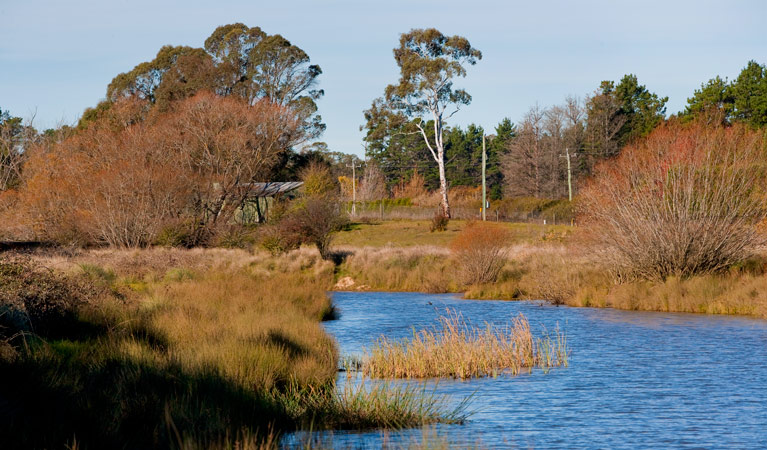 Wingecarribee River Walk, Cecil Hoskins Nature Reserve. Photo: Nick Cubbin