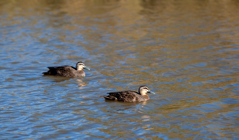 Wingecarribee River Walk, Cecil Hoskins Nature Reserve. Photo: Nick Cubbin