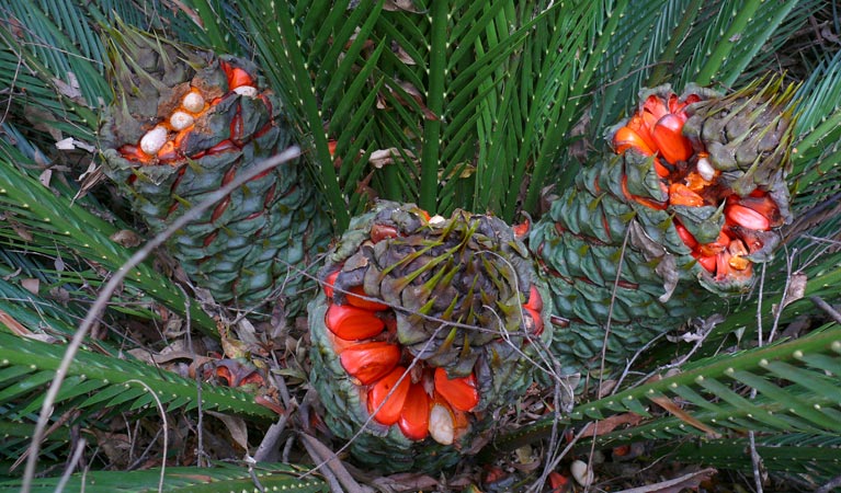 Johnson's cycad red fruits, Chaelundi National Park. Photo: A Ingarfield/NSW Government