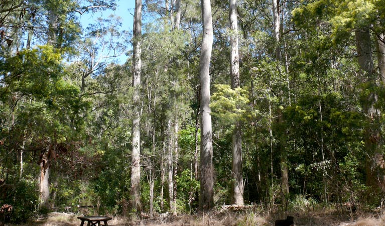 Shannon Creek picnic area, Chaelundi National Park. Photo: A Ingarfield/NSW Government