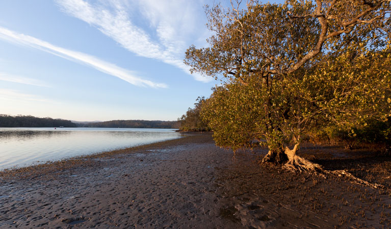 Red Gum campground riverside, Clyde River National Park. Photo: Lucas Boyd/DPIE