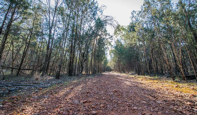 Falcon Falls walking track, Cocoparra National Park. Photo: John Spencer &copy; OEH