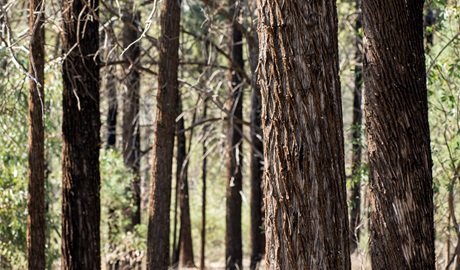 Grey ironbark trees in Ironbark picnic area, Cocoparra National Park. Photo credit: John Spencer &copy; DCCEEW