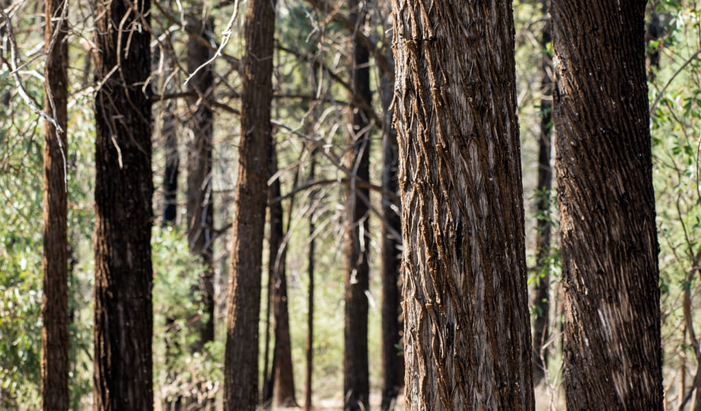 Grey ironbark trees in Ironbark picnic area, Cocoparra National Park. Photo credit: John Spencer &copy; DCCEEW