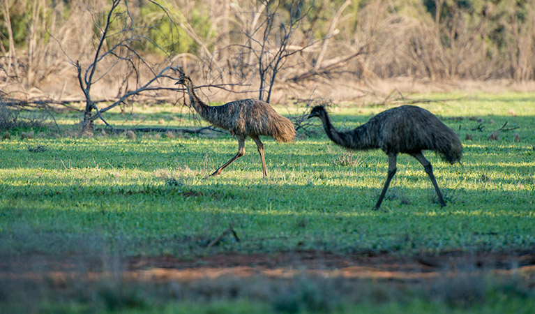 Emus in Cocoparra National Park. Photo: John Spencer/DPIE