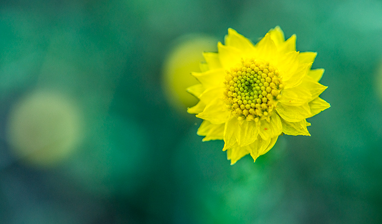 Wildflowers in Cocoparra National Park. Photo: John Spencer/DPIE