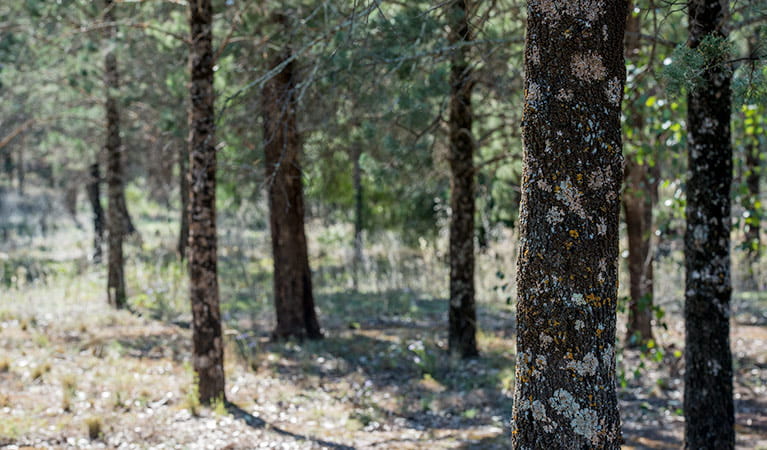 Cypress pine woodland in Cocoparra National Park. Photo: John Spencer/DPIE