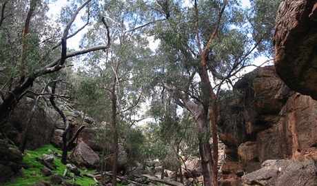 Store Creek picnic area, Cocoparra National Park. Photo &copy; Michelle Ballestrin