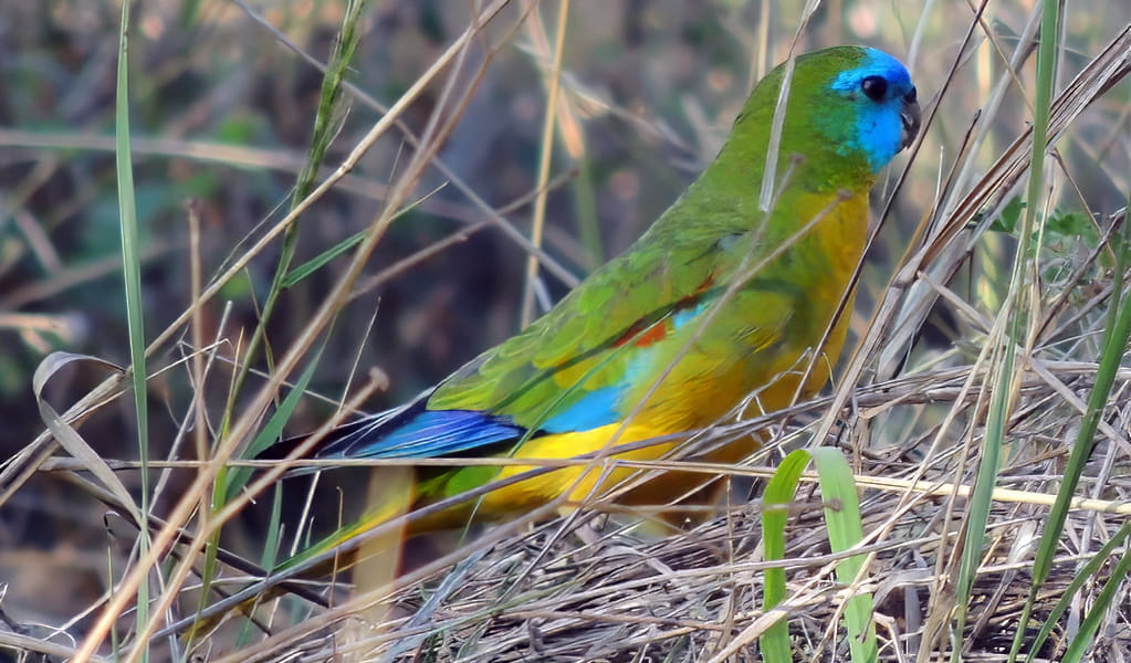 The beautiful turquoise parrot can sometimes be seen on Store Creek walking track in Cocoparra National Park. Photo: &copy; Lachlan Copeland/DCCEEW