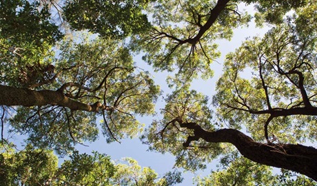 Tree tops, Campbells Beach, Coffs Coast Regional Park. Photo:&copy; Rob Cleary