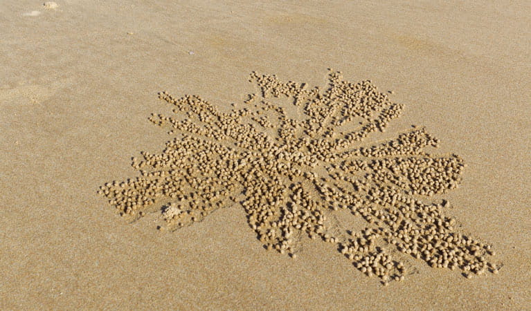 Pattern in the sand. Photo: Rob Cleary