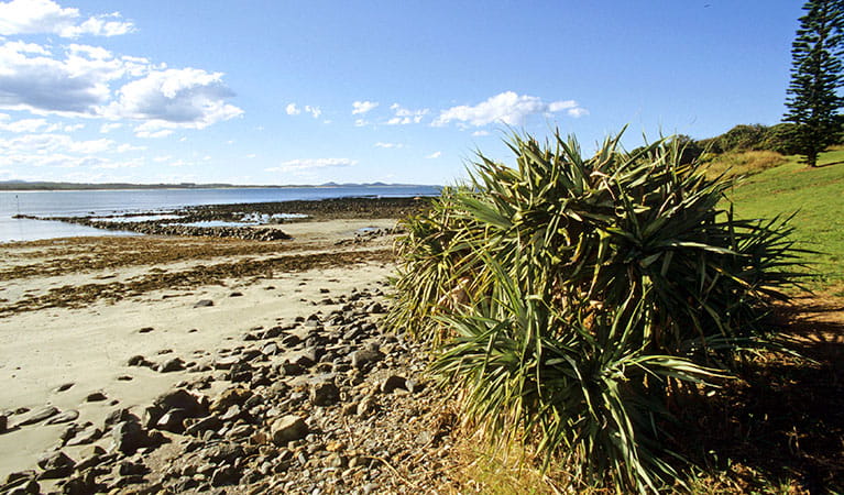 Beach vegetation in Coffs Coast Regional Park. Photo: Tony Karacsonyi &copy; DPIE