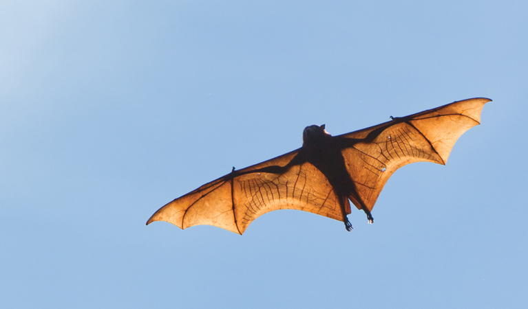 Flying Fox, Coffs Coast Regional Park. Photo: &copy; Rob Cleary