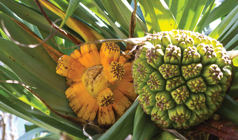 Pandanus fruit. Photo: &copy; Rob Cleary 