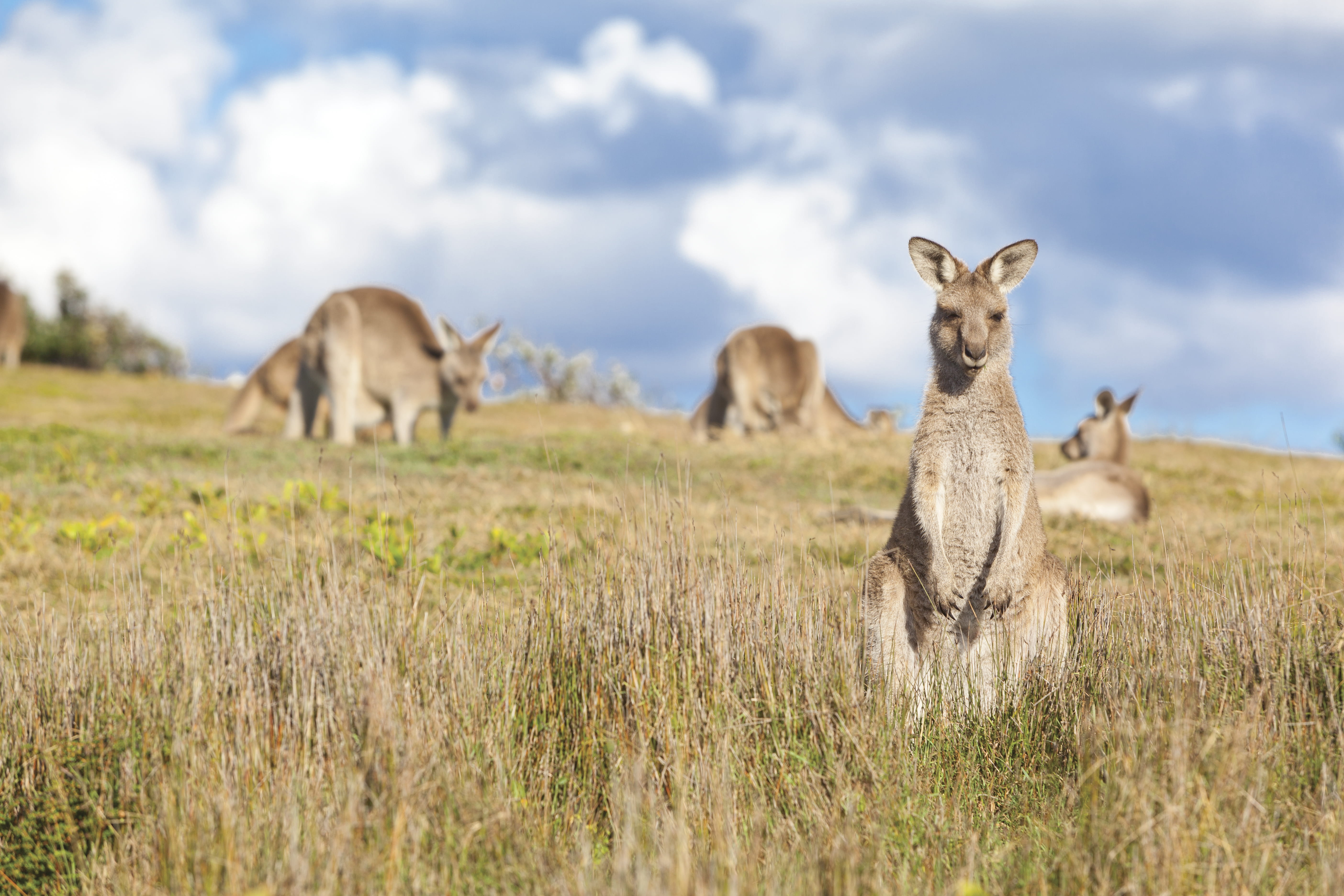 Eastern grey kangaroo in the grass, Look At Me Know Headland. Photo: Rob Cleary