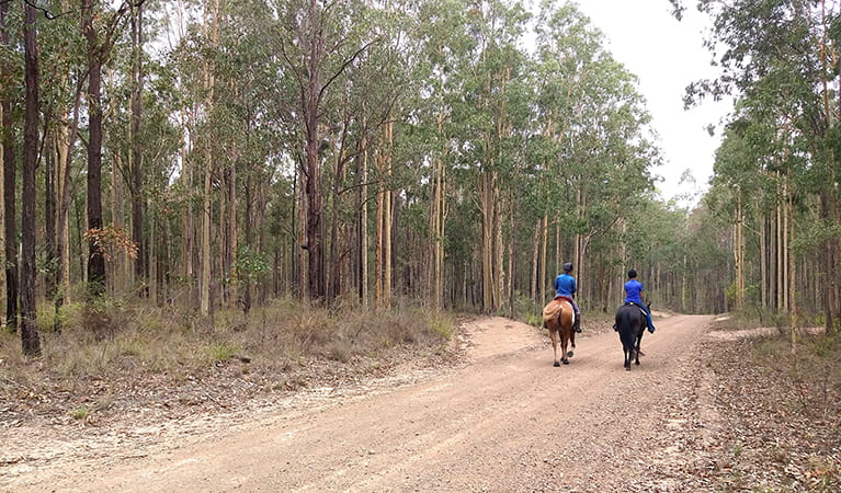 2 horse riders on Columbey horse riding trails surrounded by trees in Columbey National Park. Photo: Liam Banyer &copy; DPIE