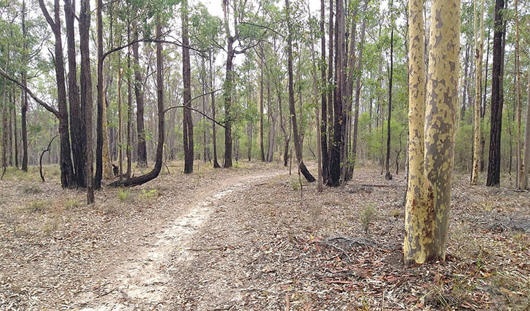 One of the gentle trails that make up Columbey horse riding trails in Columbey National Park. Photo: Liam Banyer &copy; DPIE