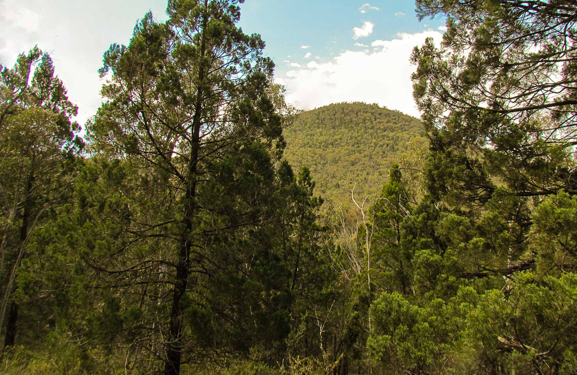 Yambira Mountain, Conimbla National Park. Photo: M Cooper/NSW Government