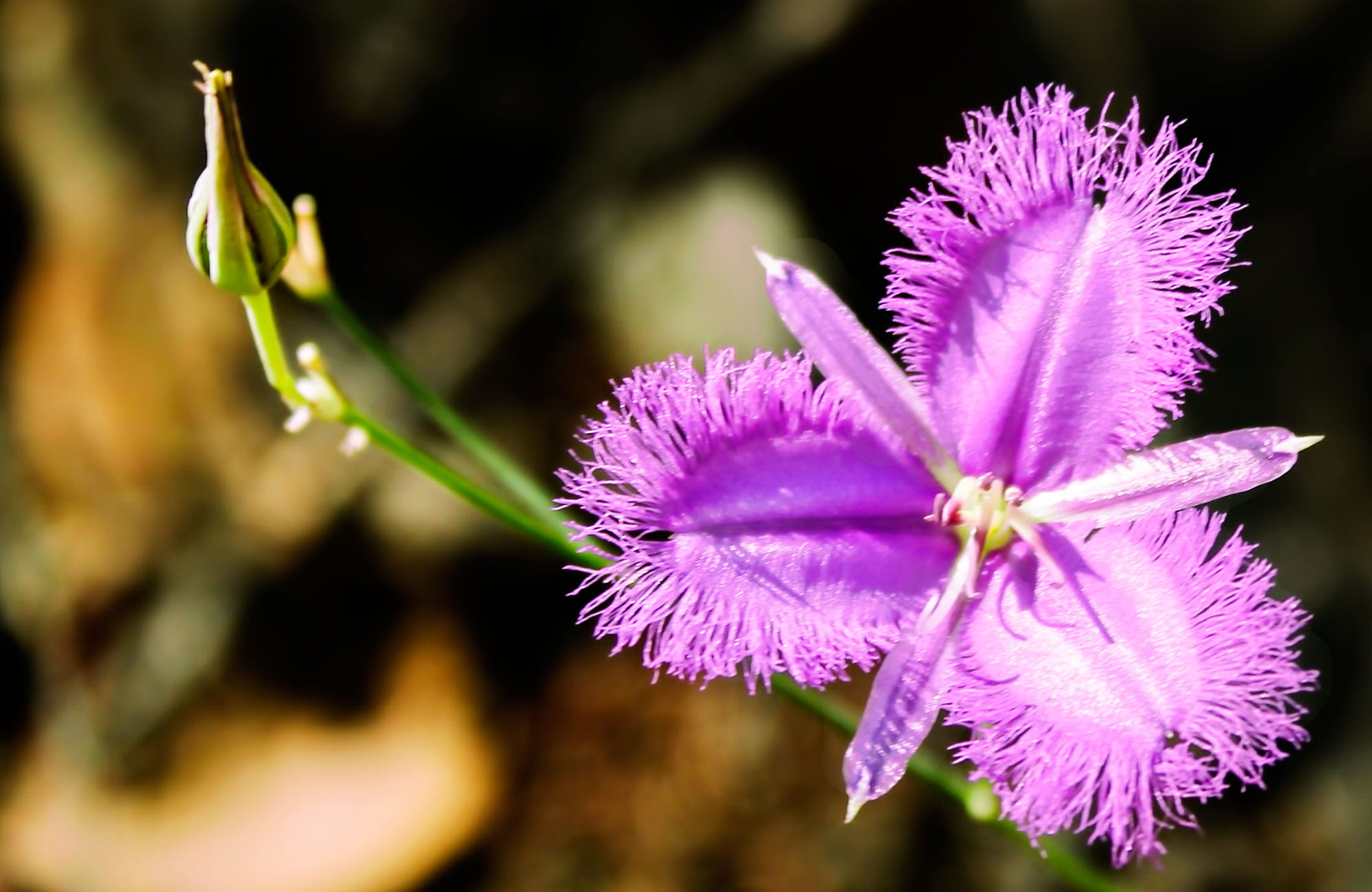 wildflowers, Conimbla National Park. Photo: C Davis/NSW Government
