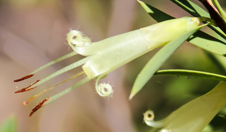 wildflowers, Ironbark walking track, Conimbla National Park. Photo &copy; Claire Davis