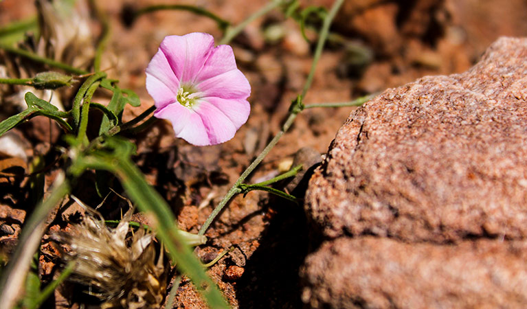 wildflower, Ironbark walking track, Conimbla National Park. Photo &copy; Claire Davis