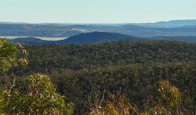 Yambira Mountain, Conimbla National Park. Photo: A Lavender/NSW Government