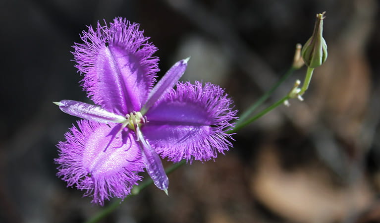 wildflowers, Ironbark walking track, Conimbla National Park. Photo: Claire Davis/NSW Government