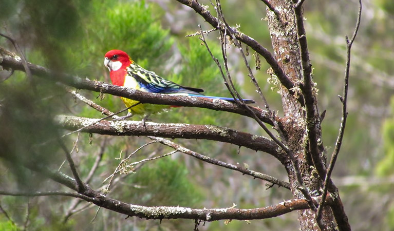 Conimbla National Park. Photo: NSW Government