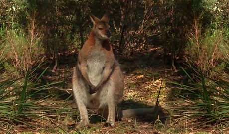 Wallaby picnic area, Conimbla National Park. Photo: A Lavender/NSW Government