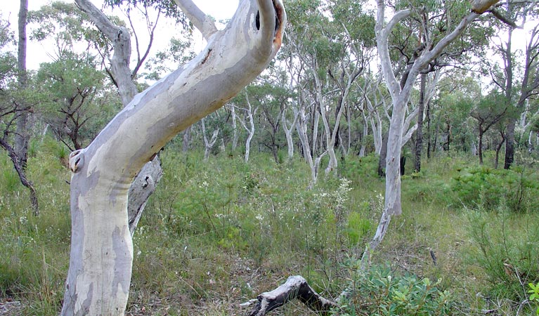 Scribbly gums, Conjola National Park. Photo: Libby Shields