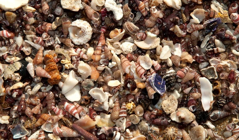 Shells, Conjola National Park. Photo &copy; Libby Shields