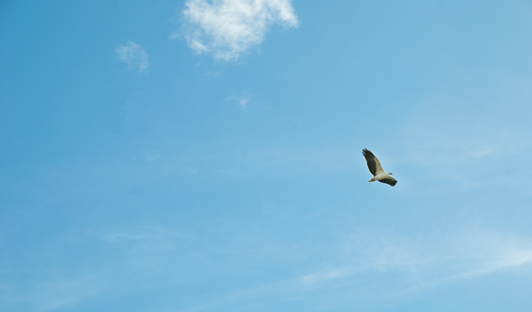 Sea eagle, Conjola National Park. Photo &copy; Michael Jarman