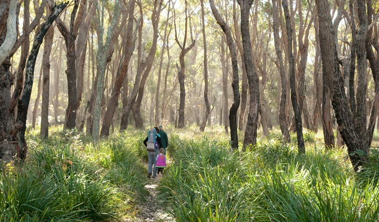 Woodland, Conjola National Park. Photo &copy; Michael Jarman