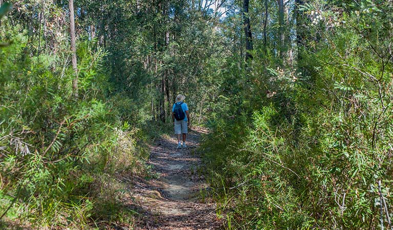 A person walks along a bush track in Conjola National Park. Photo: Michael Van Ewijk &copy; DPIE