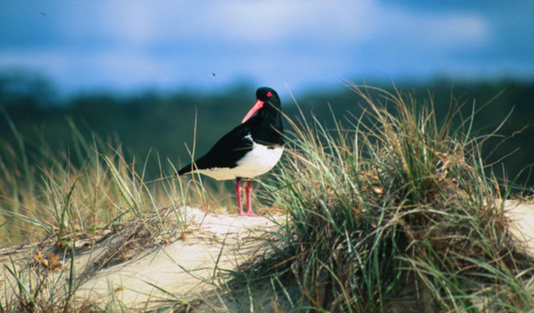 A pied oystercatcher bird on grassy dunes at Conjola National Park. Photo: Michael Jarman &copy; Michael Jarman