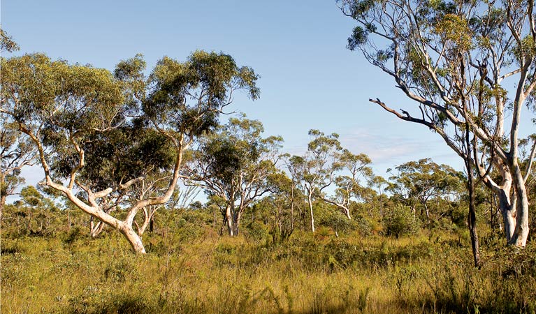 Walter Hood ride from Cudmirrah, Conjola National Park. Photo: Michael van Ewijk.