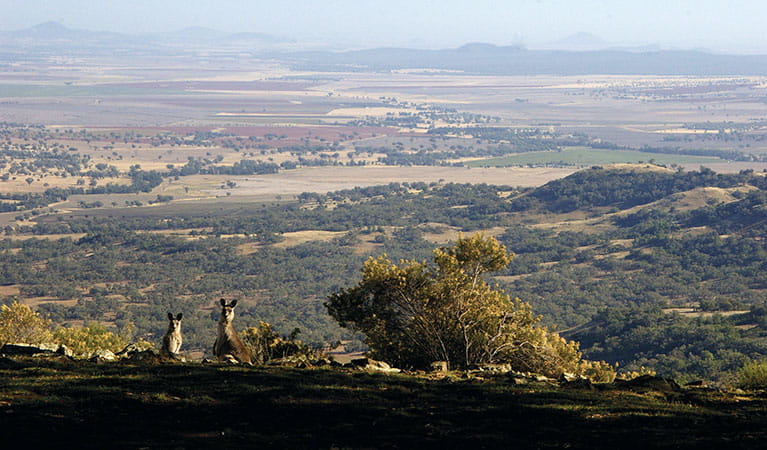 View past 2 wallabies on the escarpment edge to a patchwork of wide-open plains, hills and distant mountains.  Photo: Barry Collier &copy; Barry Collier