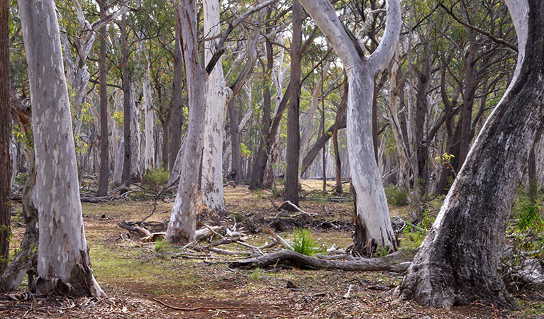 Forest path through pine and eucalpytus gum tree forest. Photo: Barry Collier &copy; Barry Collier