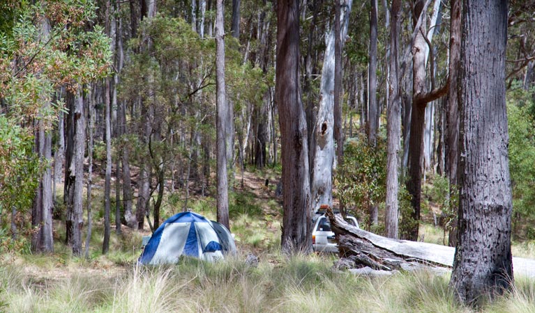 Coxs Creek campground, Coolah Tops National Park. Photo: Nick Cubbins/NSW Government