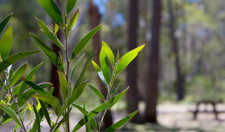 Coxs Creek campground, Coolah Tops National Park. Photo: Nick Cubbins/NSW Government