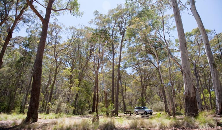 Coxs Creek campground, Coolah Tops National Park. Photo: Nick Cubbins/NSW Government