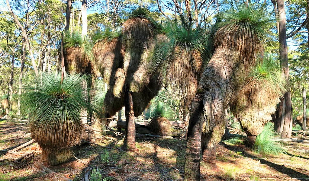 A group of ancient grass trees along Grass tree walking track. Photo credit: Nicola Brookhouse &copy; DPIE