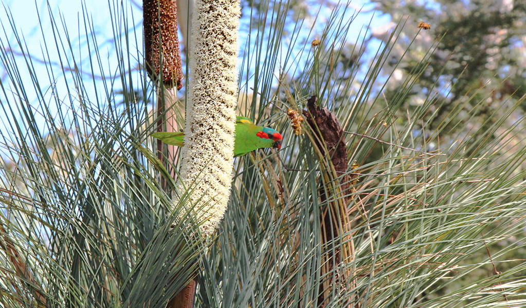 Small parrot feeding on nectar from the flower spike of a grass tree. Photo credit: &copy; Jessica Stokes 