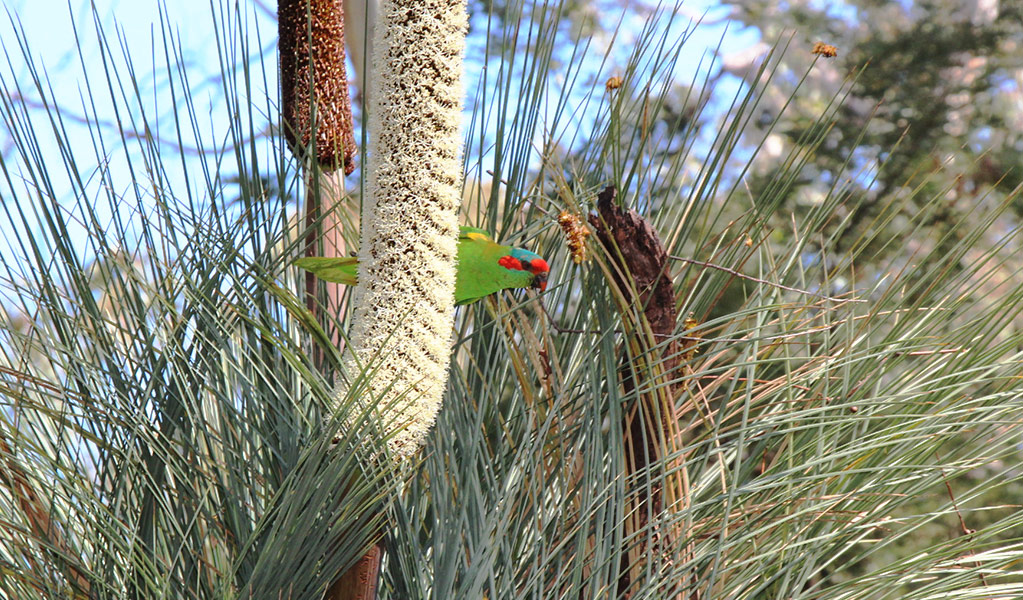 Small parrot feeding on nectar from the flower spike of a grass tree. Photo credit: &copy; Jessica Stokes 