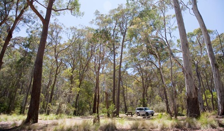 Coxs Creek campground, Coolah Tops National Park. Photo: Nick Cubbin/NSW Government