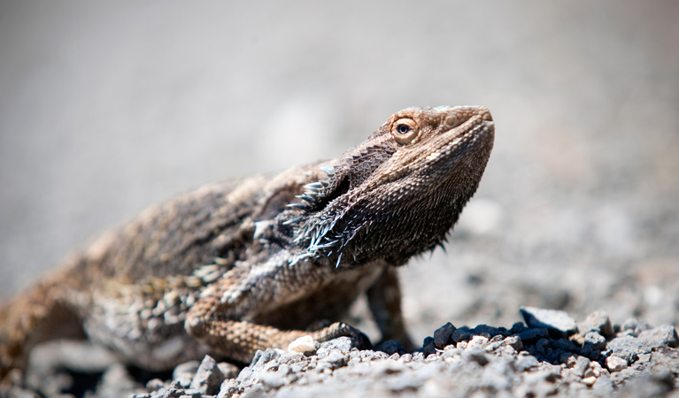 Lizard, Coollah Tops National Park. Photo: Nick Cubbin/NSW Government